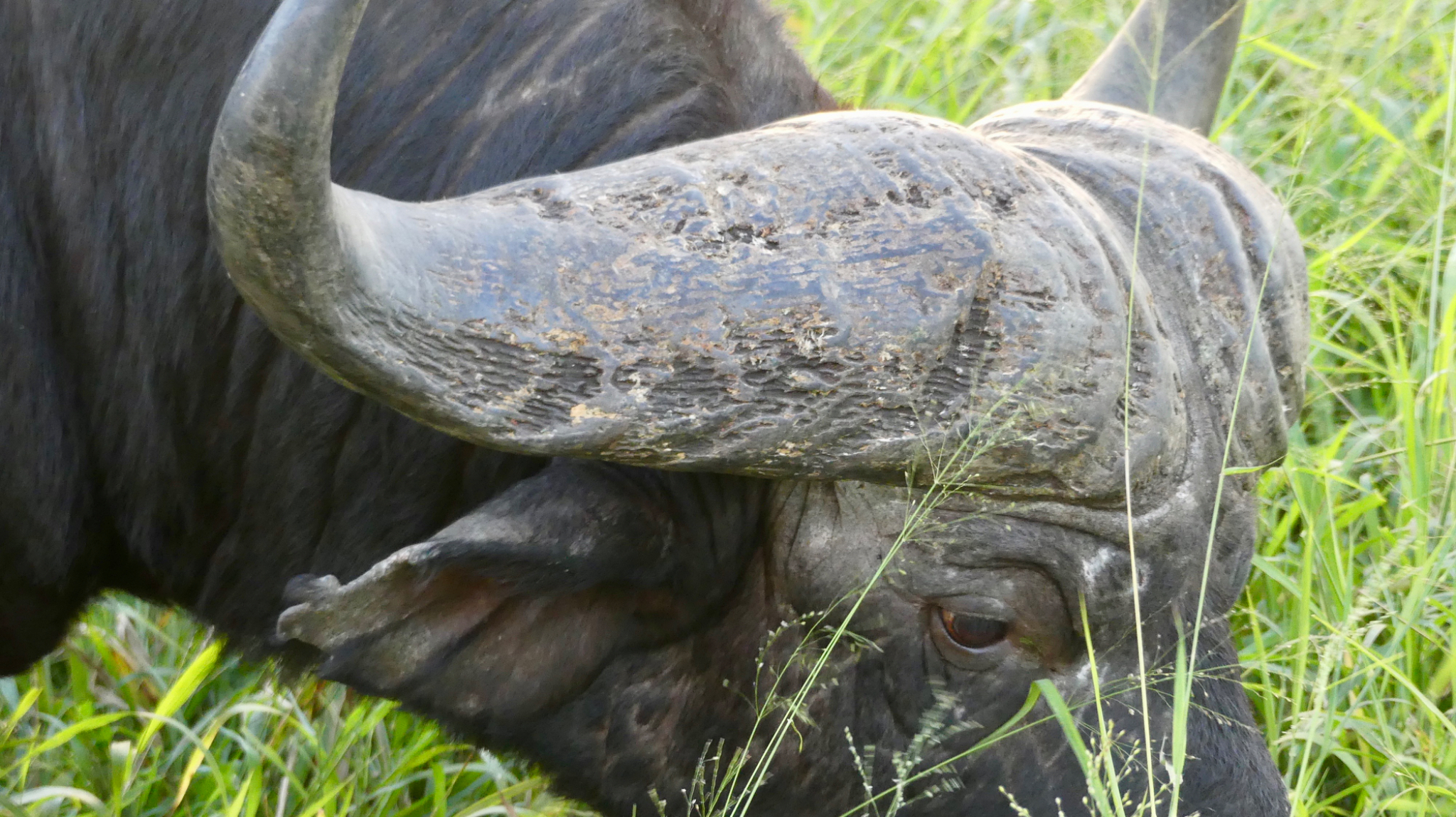 Cape Buffalo horns